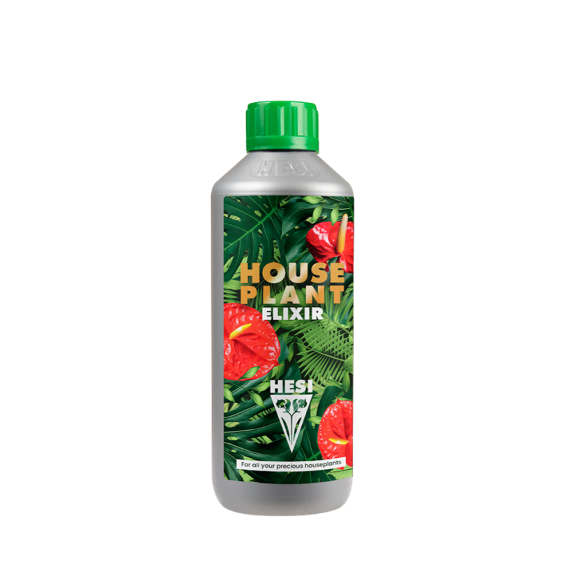 House plant Elixir (Aroides)