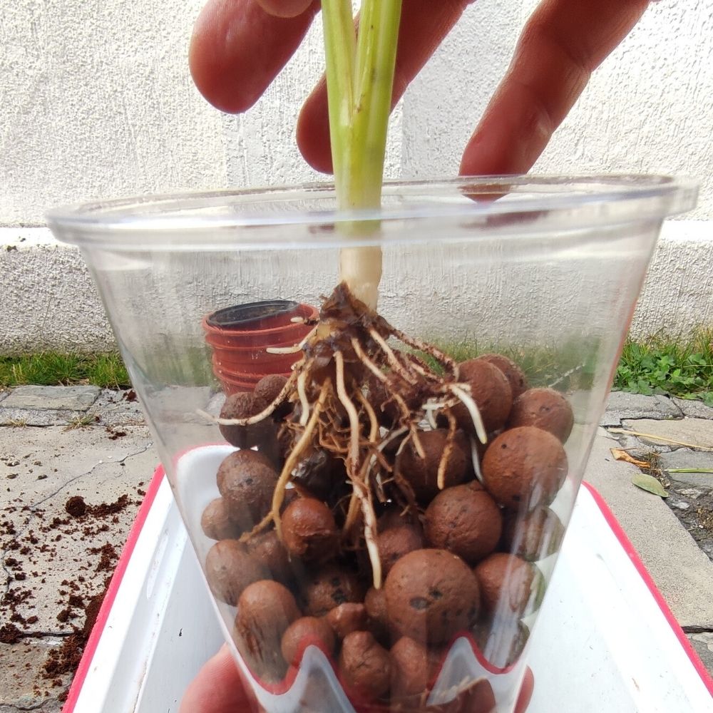 Introducción cultivo en leca: ¿Qué es la Hidroponía?