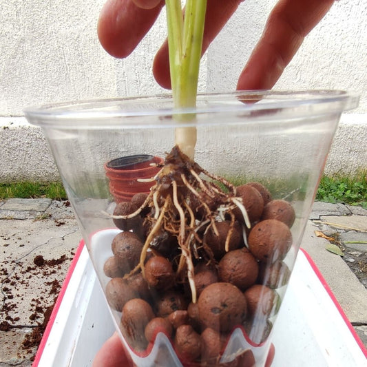 Introducción cultivo en leca: ¿Qué es la Hidroponía?