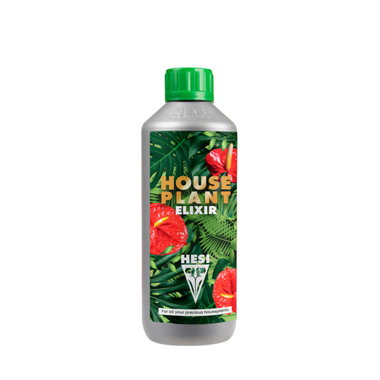 House plant Elixir (Aroides)