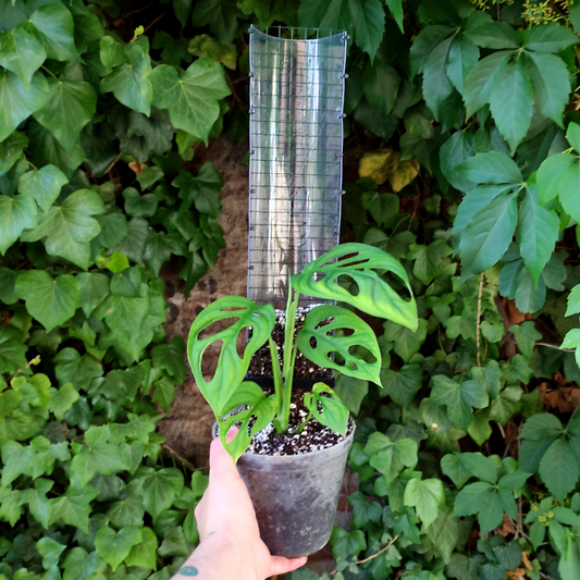 kIt 3 tutores 55cm para armar
